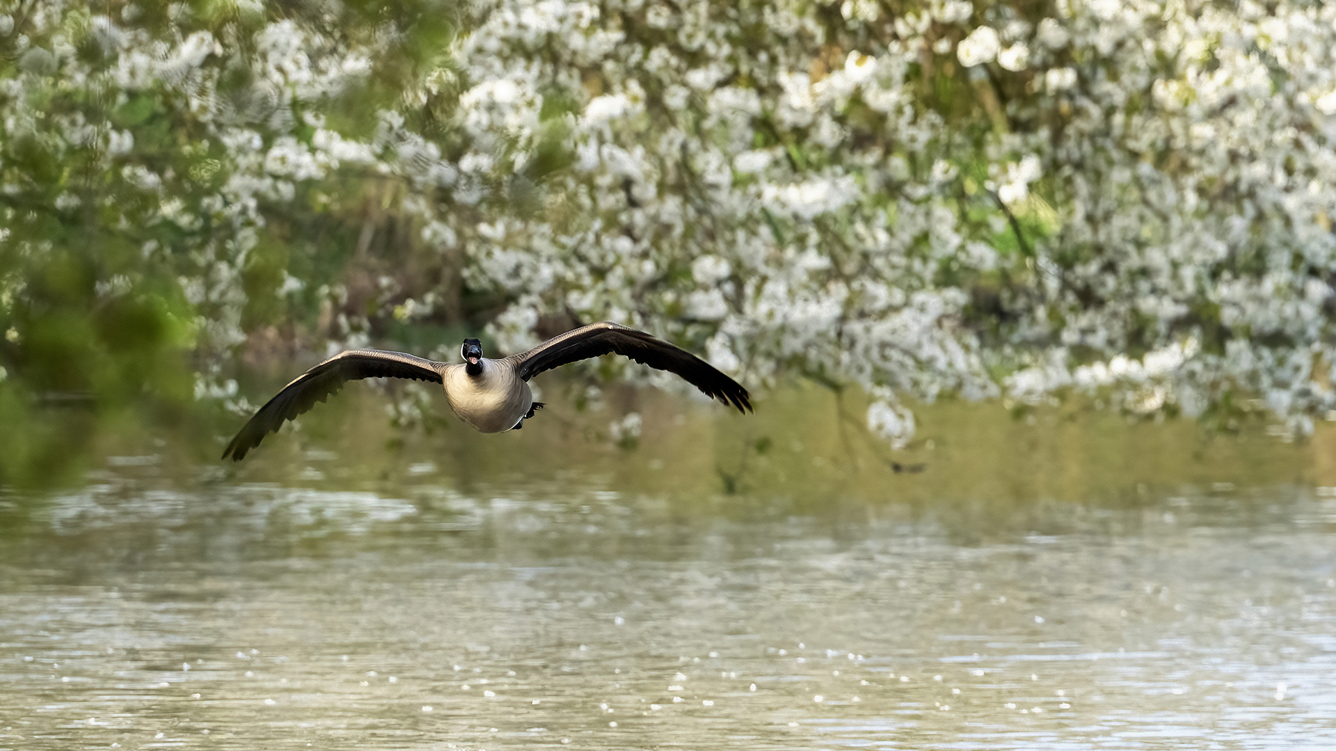 Canada Goose